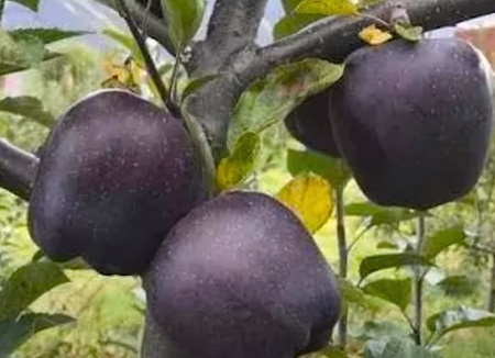 Яблоня сорта "Черный бриллиант" с оригинальным темно-фиолетовым цветом яблок: посадка и уход
